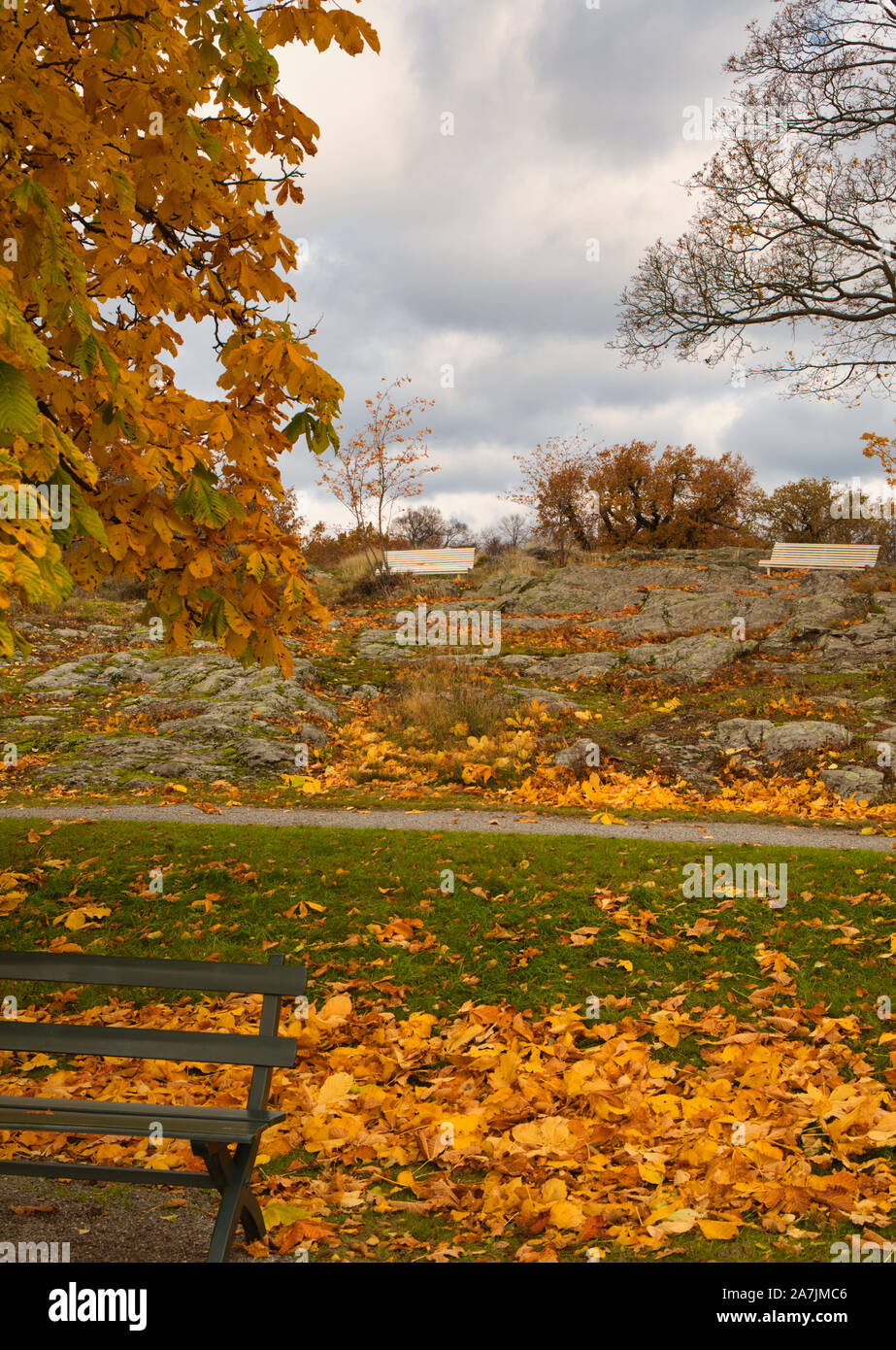 I colori autunnali con foglie d'arancio, Djurgarden, Stoccolma, Svezia Foto Stock