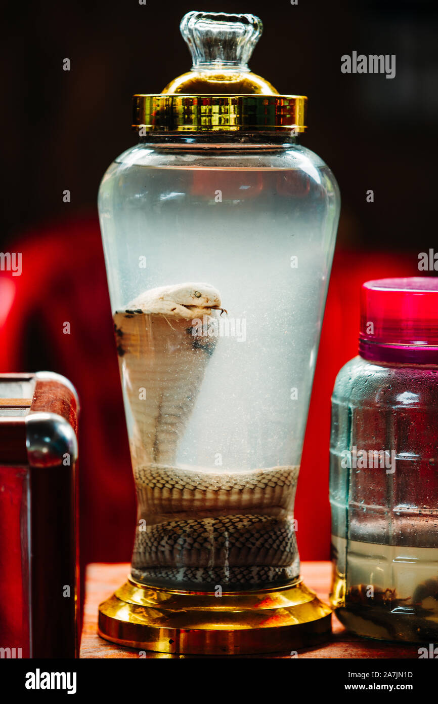 Turisti cerca di vino di serpente sulla piccola isola di Cat Ba nella Baia di Ha Long. Il serpente è morto in un vaso accanto ad altri farmaci quali scorpioni e bug Foto Stock