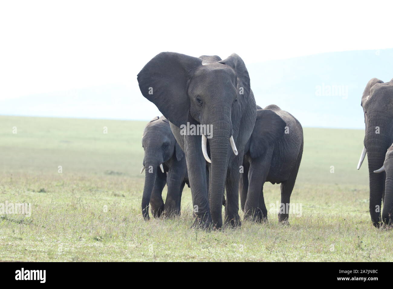 Gruppo di elefanti nella savana africana. Foto Stock