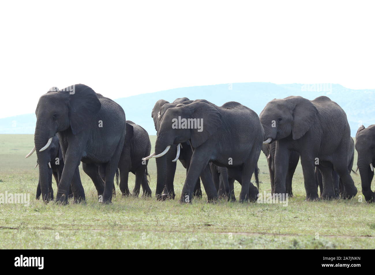 Gruppo di elefanti nella savana africana. Foto Stock