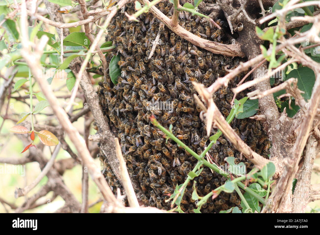 Bee hive closeup. Foto Stock