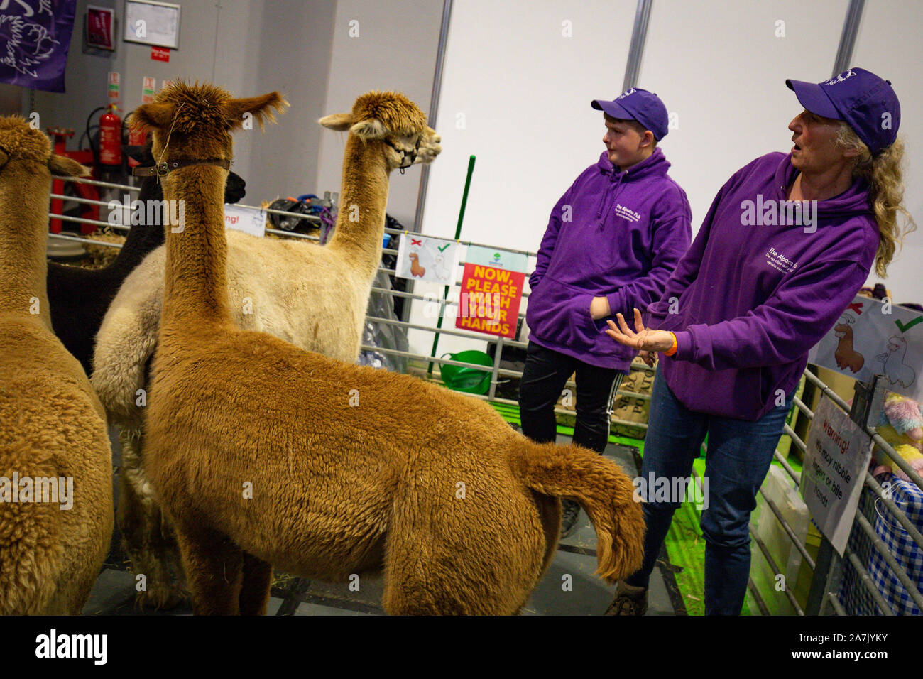 Alpaca in mostra presso il National Pet Show al NEC di Birmingham. Foto Stock