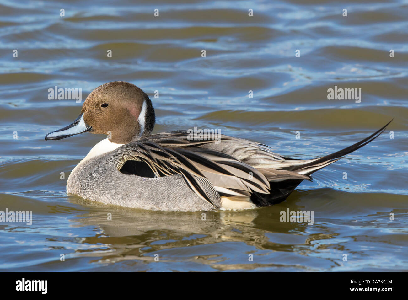 Primo piano dell'anatra selvaggia di pintail drake settentrionale del Regno Unito (Anas acuta) isolata, che nuota in acqua al sole. Foto Stock