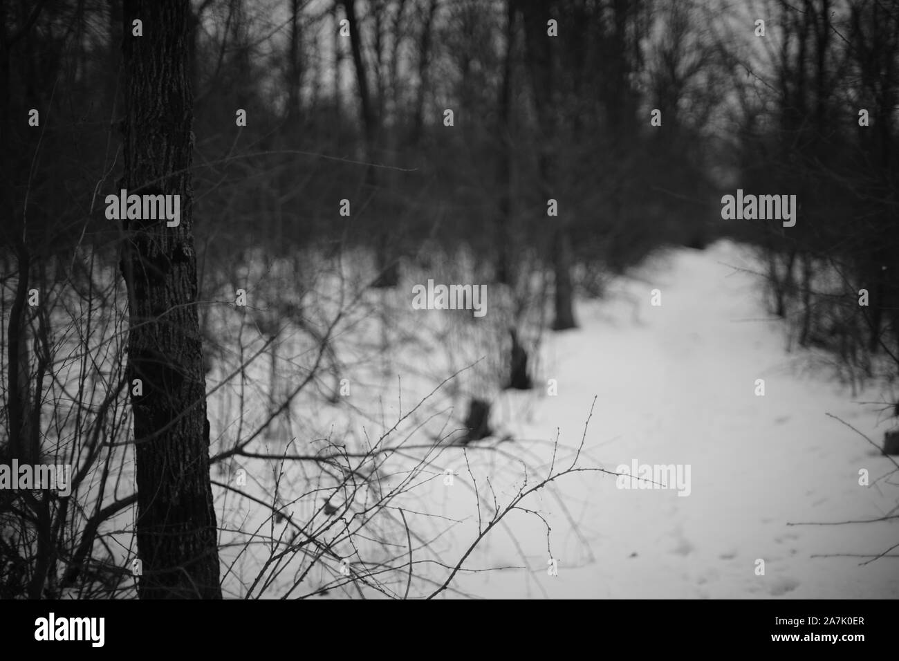 Inverno foresta con una strada innevata. Foto in bianco e nero. Foto Stock