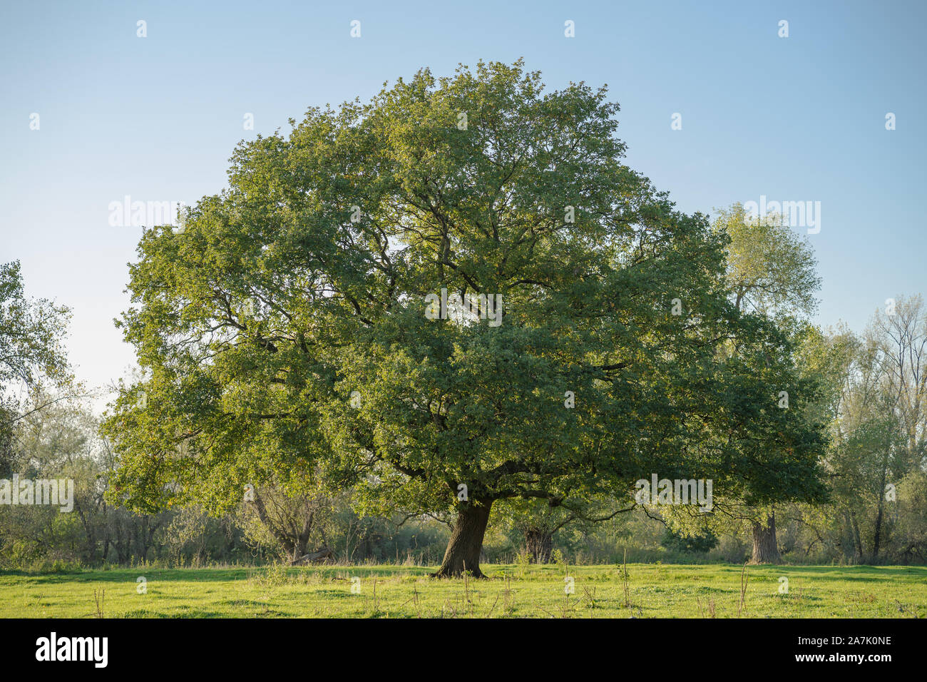 Sublime, anche di albero in prati nelle ore serali. Scena in ottobre sera sun. Foto Stock