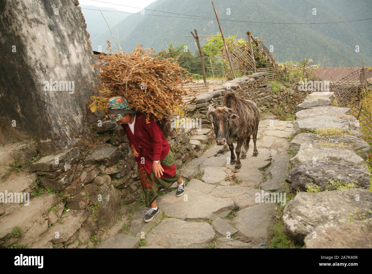 Gurung le donne che trasportano tradizionali ceste, Sikles, Himalaya, Nepal Foto Stock