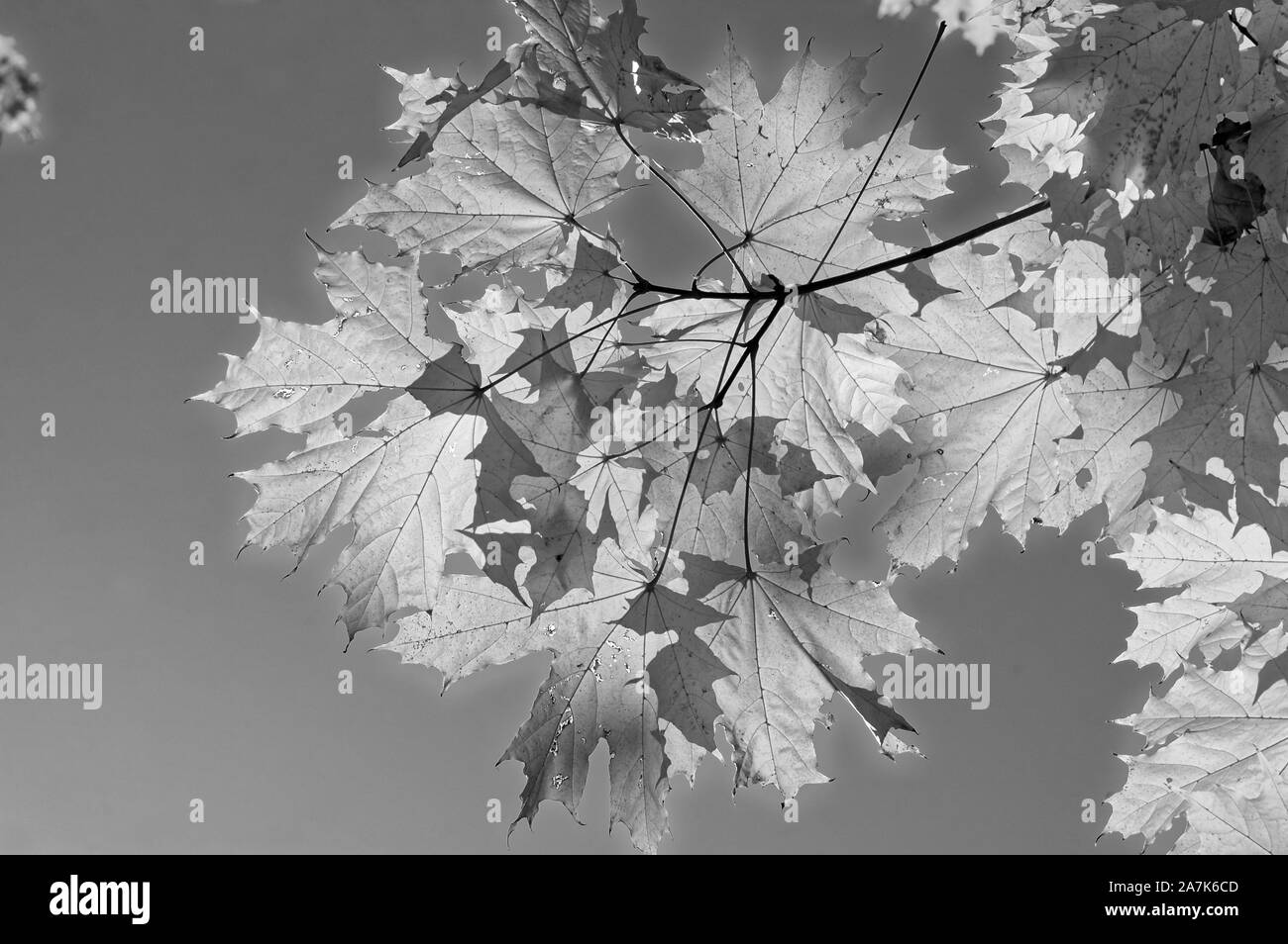 Foto di foglie, foglie di autunno, autunno, foglie di acero in Norvegia (Acer platanoides) Foto Stock