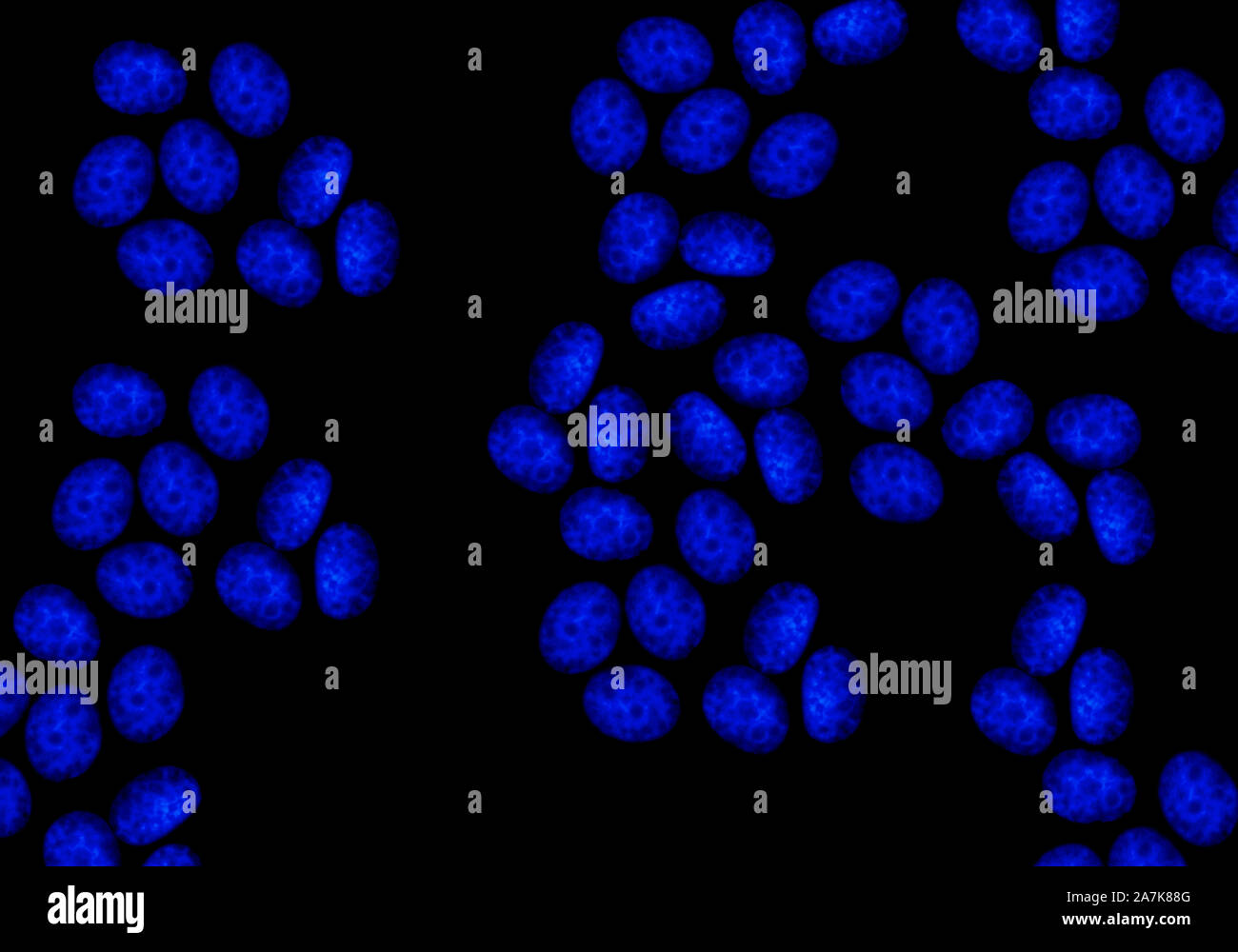 La microscopia di fluorescenza confocale di CRISPR generati da cellule knockout Foto Stock