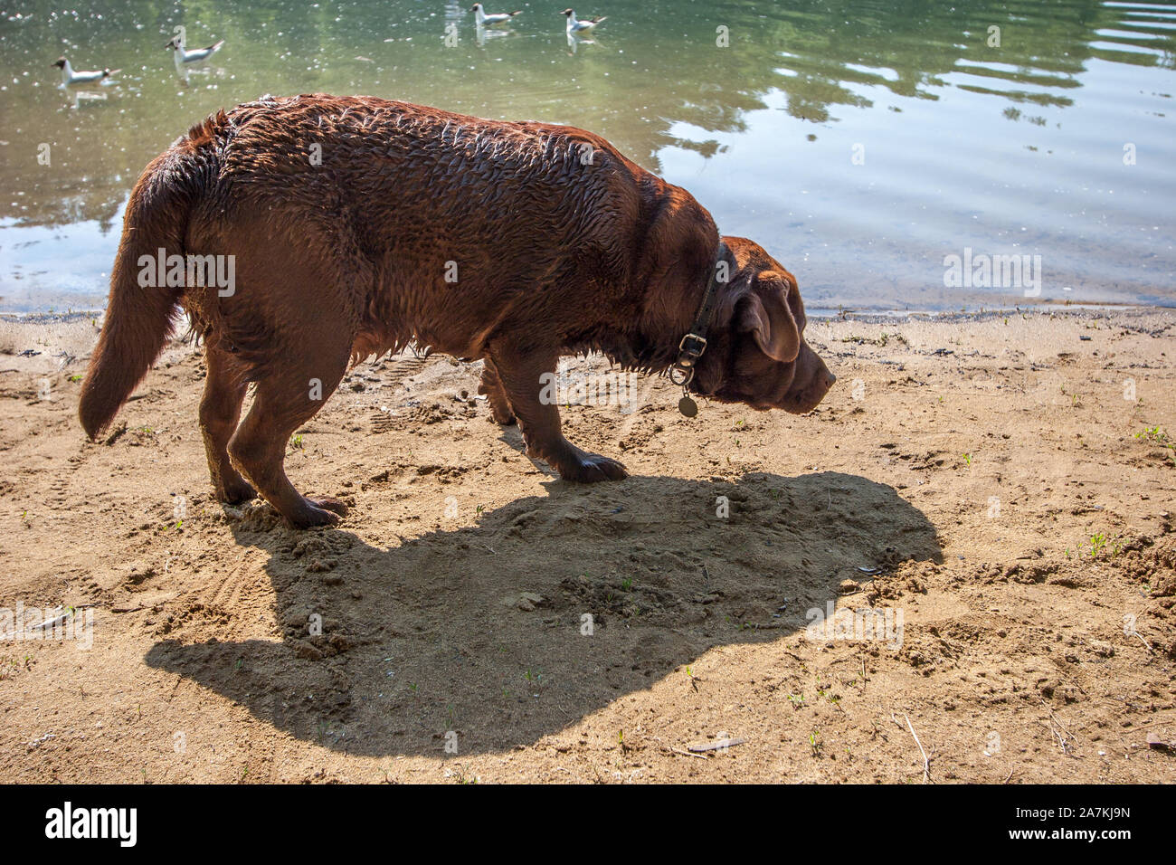 Un labrador cane sorge sulla riva di un lago con un arenile nella soleggiata clima estivo. Il cane ha un collare, marrone cappotto. Gabbiani sfocate sono floati Foto Stock