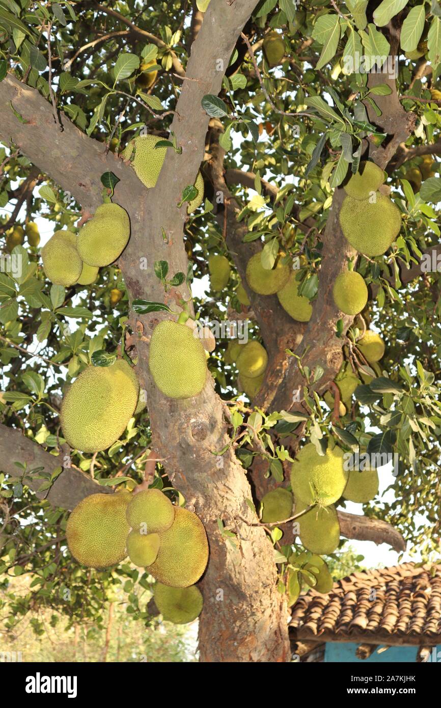 Un sacco di jackfruit fresco si blocca su un jackfruit albero nel giardino. Foto Stock