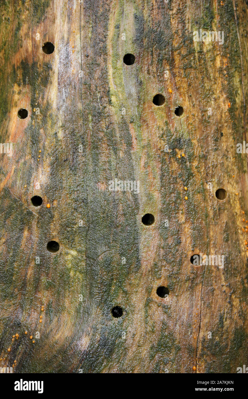 Fori nel legno causati da emergenti Longhorn Coleotteri, cadde Beacon Country Park, Lancashire, Regno Unito Foto Stock