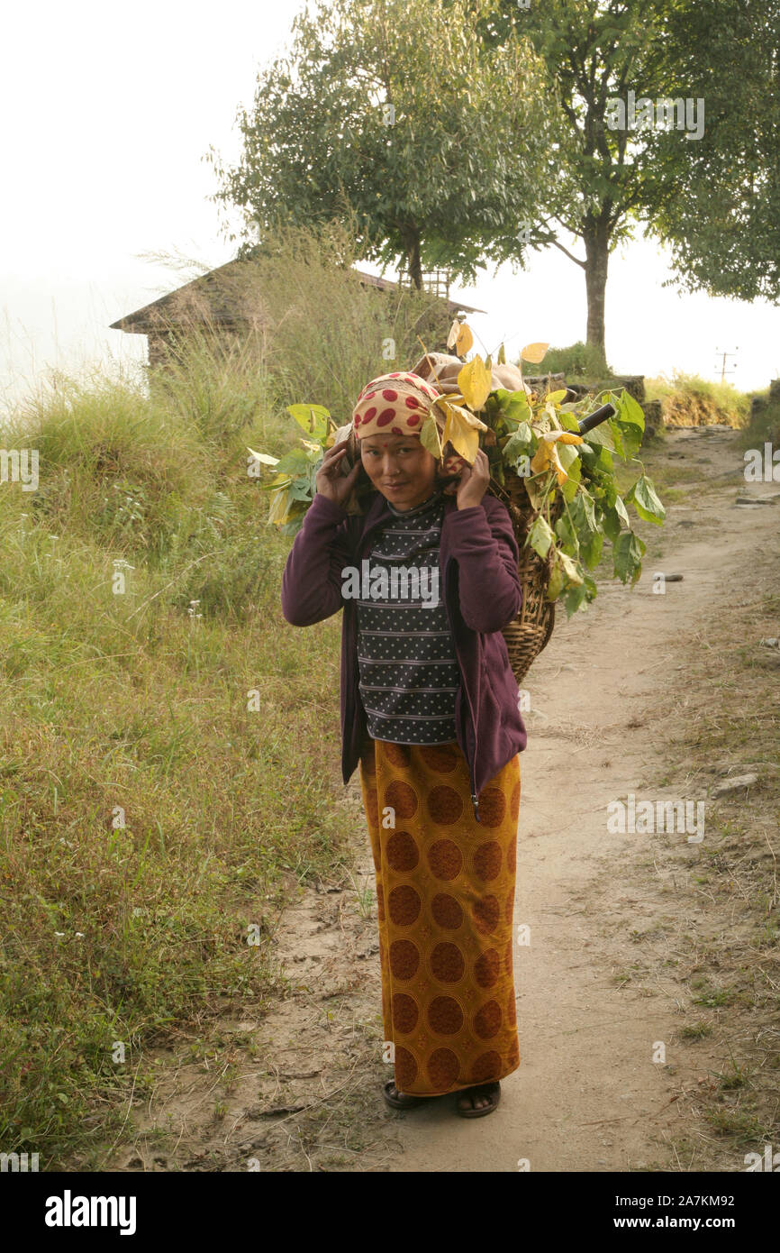 Una donna Gurung sul suo modo al villaggio di Sikles in Himalaya con harvest Foto Stock