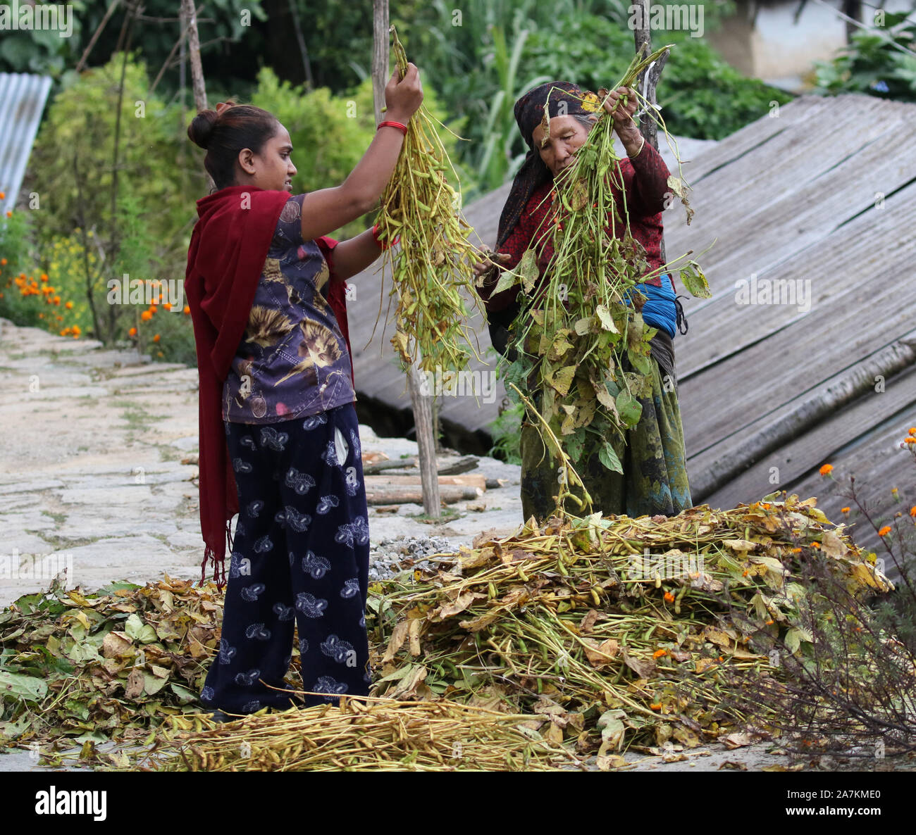 Le donne dal Gurung tribù etniche ordinamento di semi di soia raccolti, Sikles, Himalaya, Nepal Foto Stock