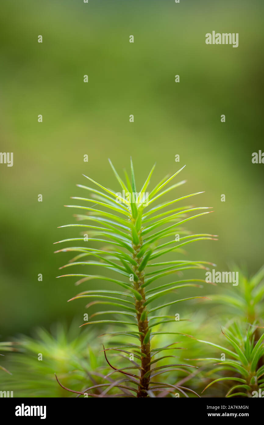 Vista ravvicinata di haircap moss (polytrichum strictum) presi nelle Highlands della Scozia, Regno Unito. Foto Stock