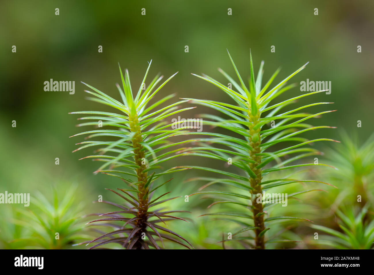 Vista ravvicinata di haircap moss (polytrichum strictum) presi nelle Highlands della Scozia, Regno Unito. Foto Stock