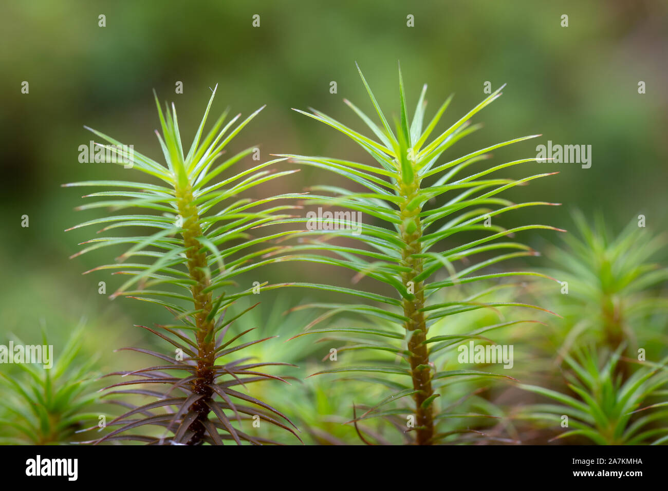 Vista ravvicinata di haircap moss (polytrichum strictum) presi nelle Highlands della Scozia, Regno Unito. Foto Stock