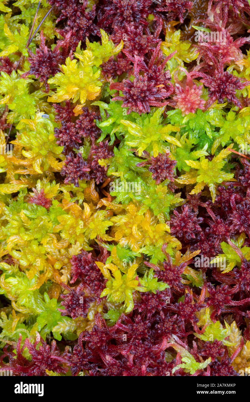 Close up dettaglio di coloratissimi sphagnum moss (sphagnum angustifolium) in autunno, highlands, Scotland, Regno Unito. Foto Stock