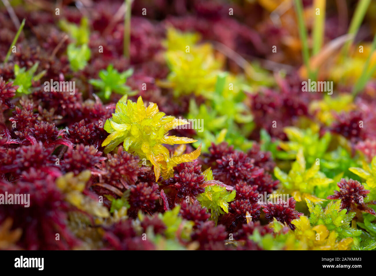 Close up dettaglio di coloratissimi sphagnum moss (sphagnum angustifolium) in autunno, highlands, Scotland, Regno Unito. Foto Stock