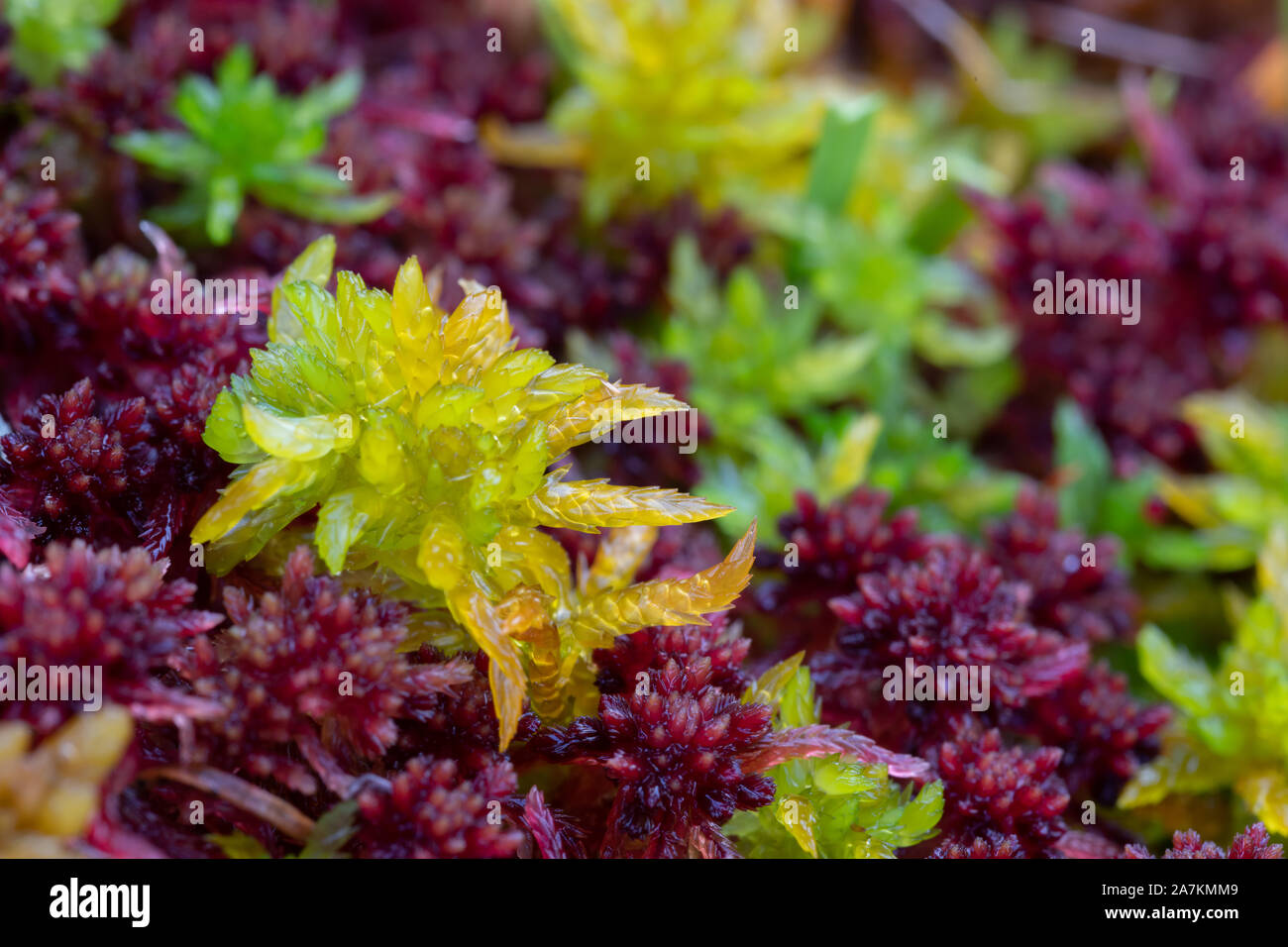 Close up dettaglio di coloratissimi sphagnum moss (sphagnum angustifolium) in autunno, highlands, Scotland, Regno Unito. Foto Stock