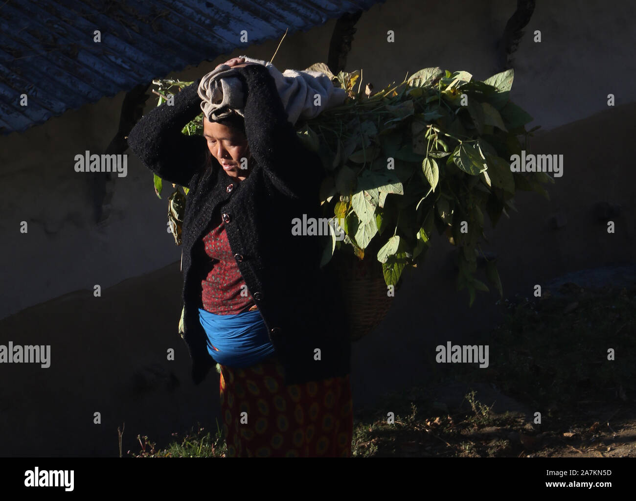 Un membro della tribù Gurung colture trasporta sulla sua schiena nel villaggio di Sikles, Himalaya, Nepal Foto Stock