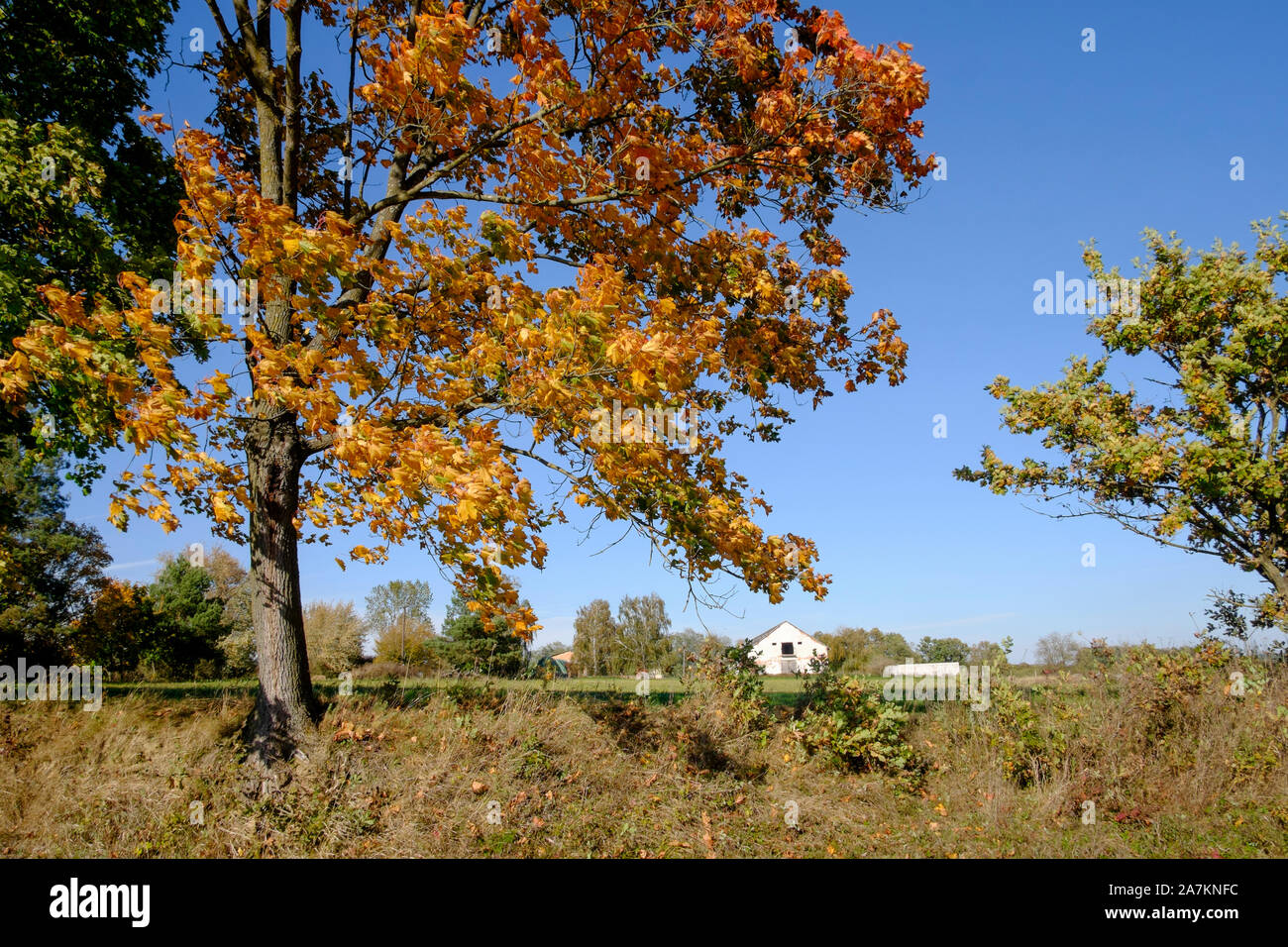 Vivacemente colorato fogliame di autunno di un sicomoro Acer pseudoplatanus in una zona rurale Zala county Ungheria Foto Stock