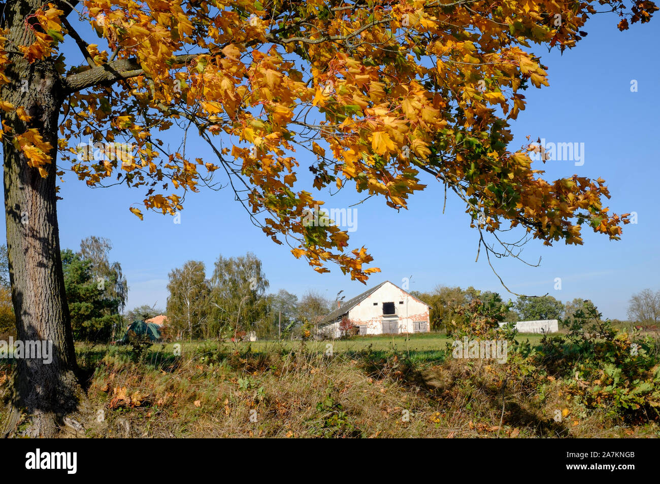 Vivacemente colorato fogliame di autunno di un sicomoro Acer pseudoplatanus in una zona rurale Zala county Ungheria Foto Stock