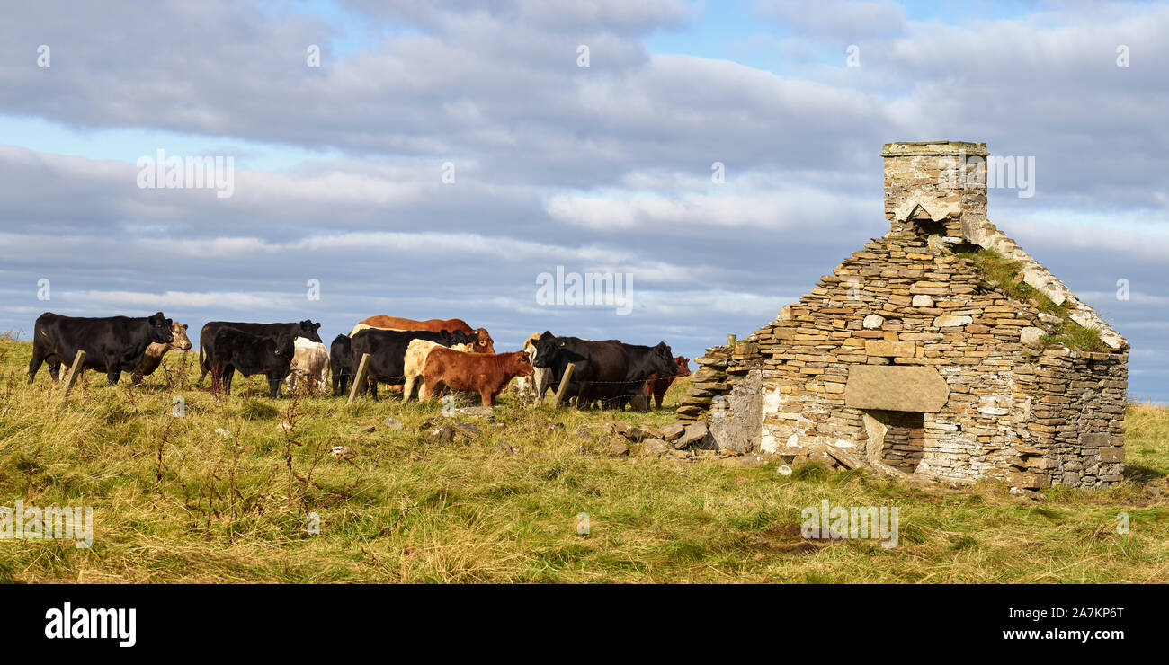 Angus e croce Limousine bestiame da casa in rovina, pareti Sud, Isole Orcadi, Scozia Foto Stock