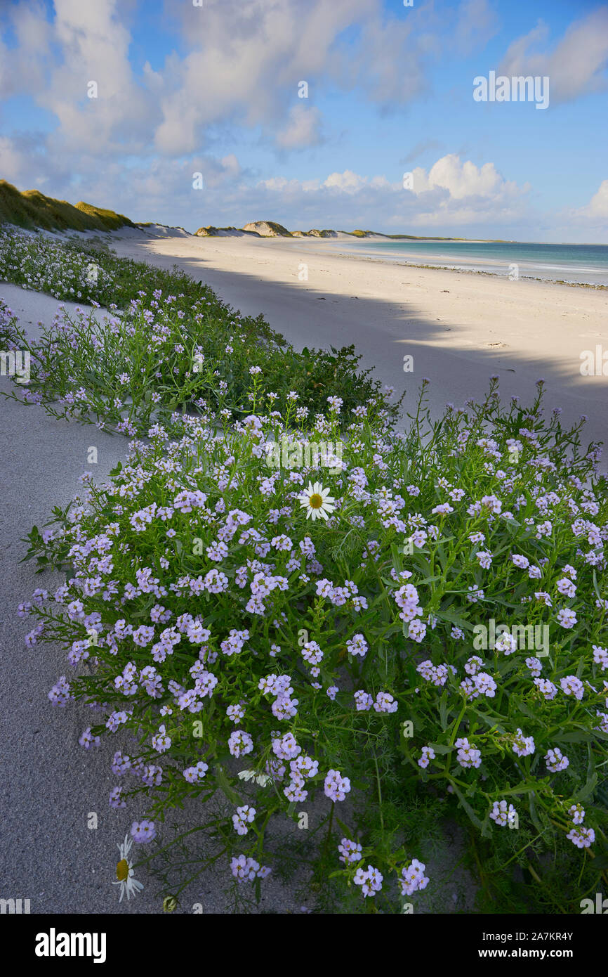 Oyster impianto (Mertensia maritima) su Tres Ness spiaggia nella baia di Newark, Sanday, isole Orcadi, Scozia Foto Stock