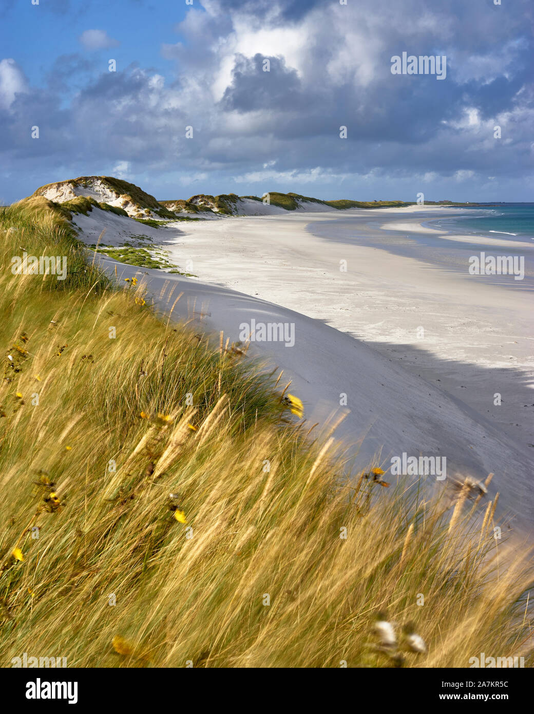 Marram erba e dune di sabbia, Tres Ness spiaggia nella baia di Newark, Sanday, isole Orcadi, Scozia Foto Stock
