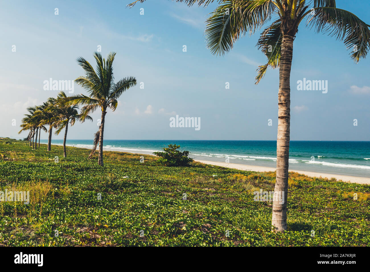 Palme da cocco sulla riva del mare blu, in una giornata di sole con il bianco delle nuvole nel cielo, isola, un luogo per rilassarsi Foto Stock