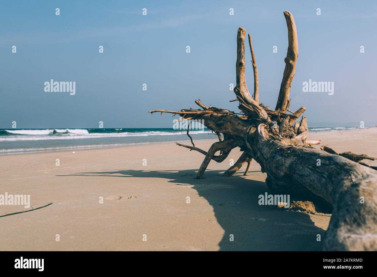 Albero secco, la radice si trova sulla riva di una spiaggia sabbiosa spiaggia vuota, spiaggia vuota, piccole onde, cielo blu, sfondo Foto Stock