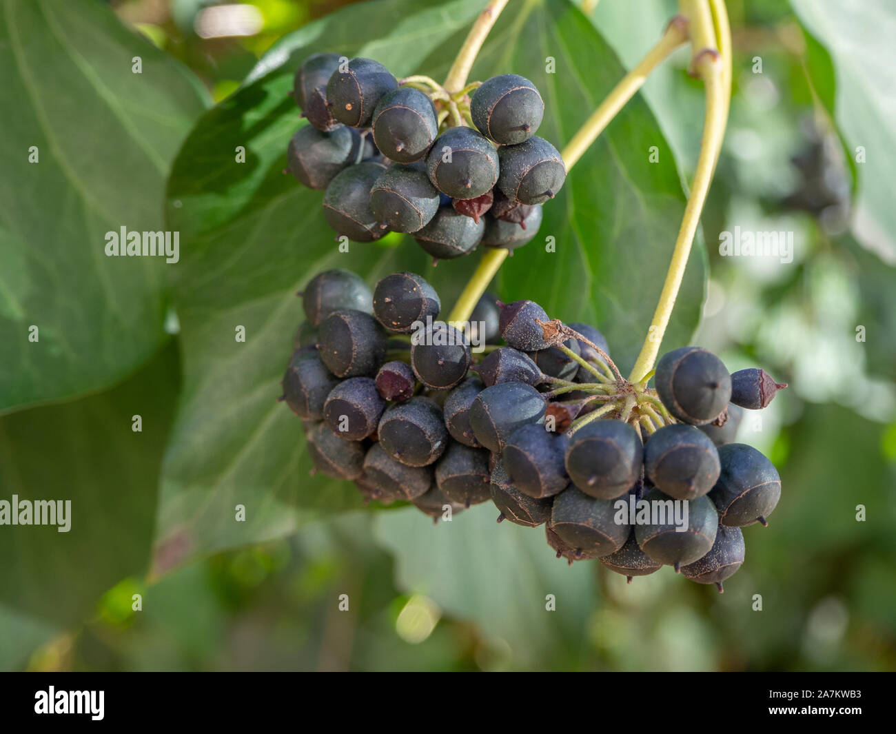 Ivy con bacche Frutta Foto Stock