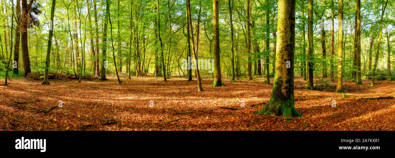 Foresta mista illuminata dalla luce del sole con molte foglie autunnali sul pavimento della foresta Foto Stock