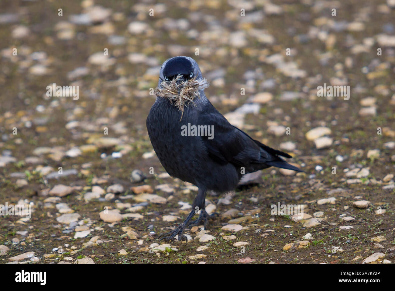 Jackdaw bird (Corvus monidula) in piedi isolati all'aperto sulla terra di partenza, nidificazione materiale in becco. Corvi, cavidi. Foto Stock