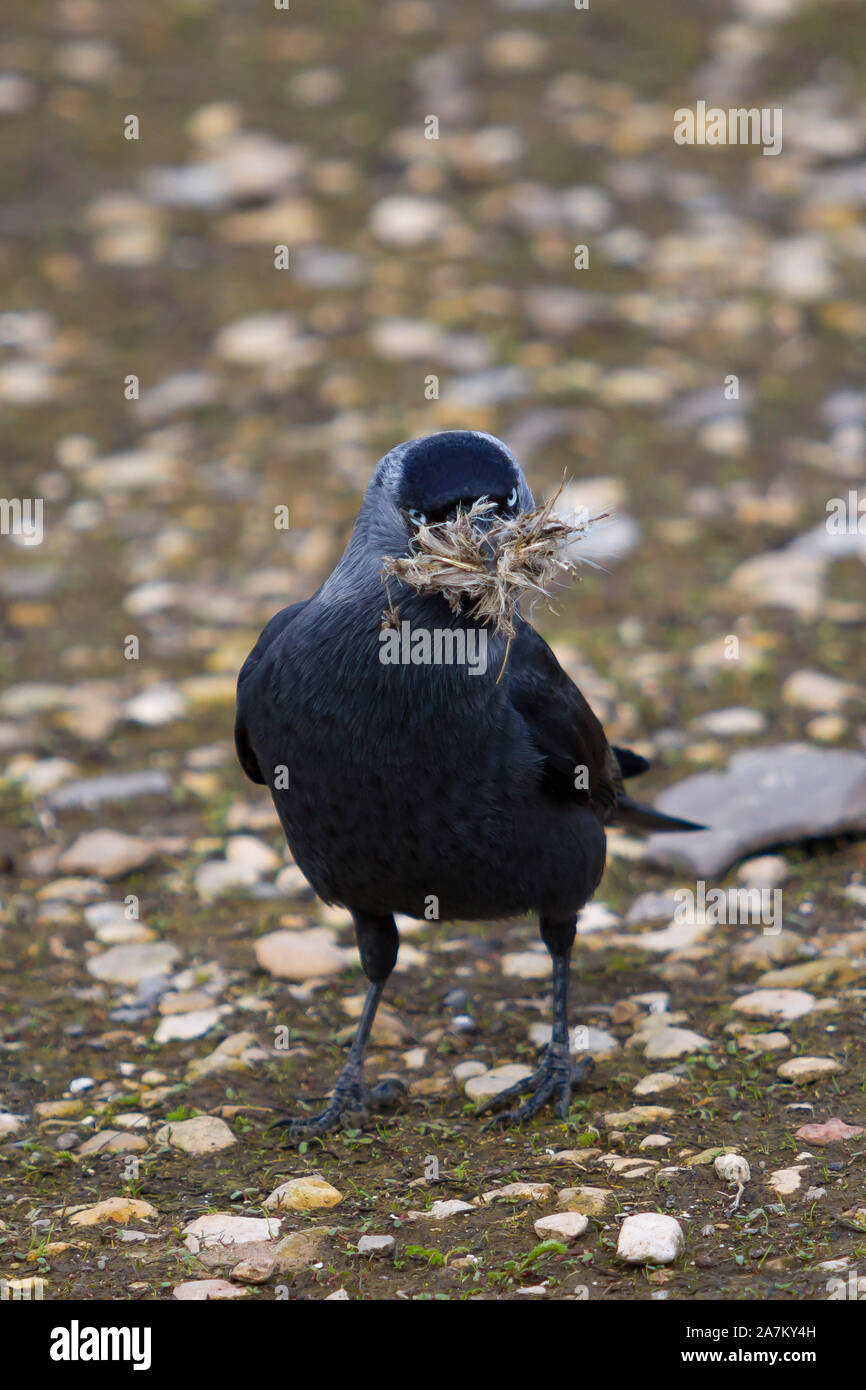 Jackdaw bird (Corvus monidula) in piedi isolati all'aperto sulla terra di partenza, nidificazione materiale in becco. Corvi, cavidi. Foto Stock