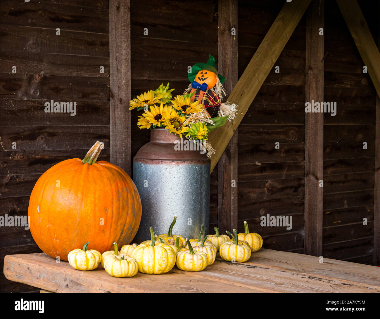 Display di zucca in una zucca patch farm in tempo di Halloween, East Lothian, Scozia, Regno Unito Foto Stock