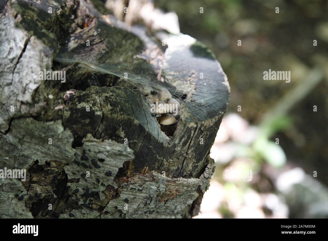 Piccoli funghi marrone sul morto moncone di faggio Foto Stock