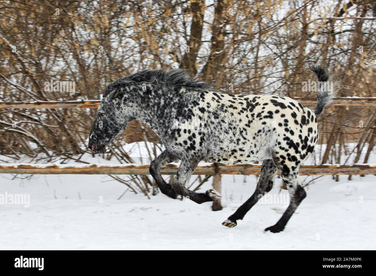 Curly raro maculato razza di cavalli al galoppo in inverno ranch Foto Stock