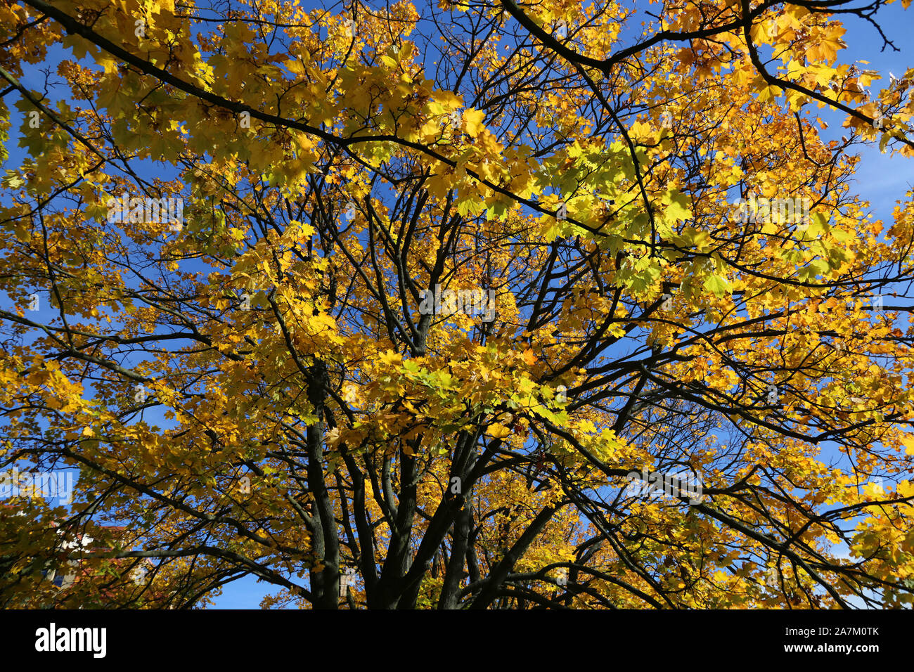Cracovia. Cracovia. La Polonia. Foglie di autunno. Foto Stock