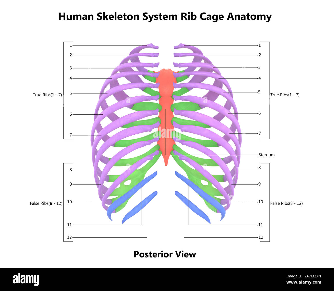Scheletro umano sistema gabbia toracica anatomia Foto Stock