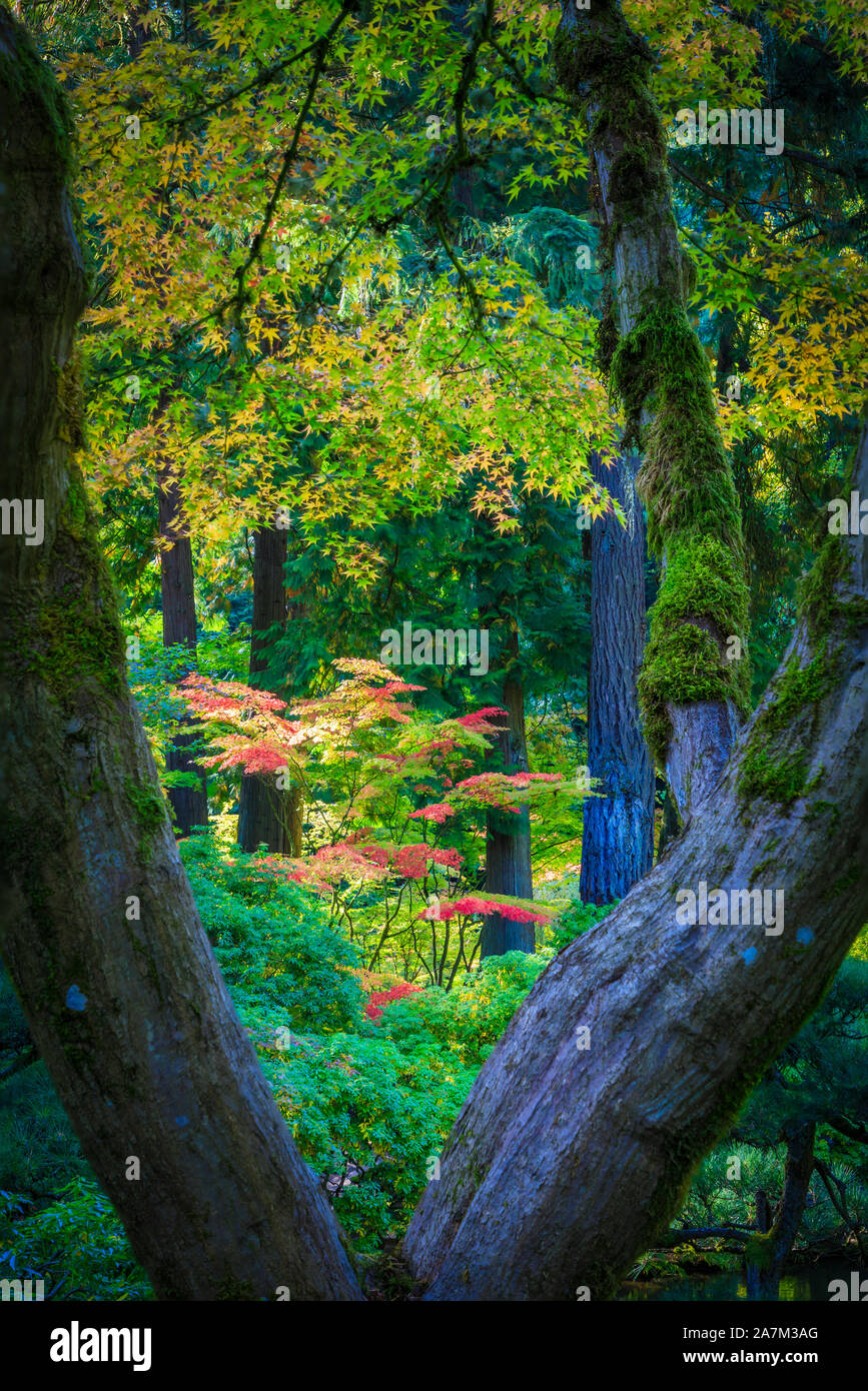 Il Portland Giardino giapponese è un tradizionale giardino Giapponese che occupa 12 acri, situato nel parco di Washington a ovest colline di Portland in Oregon Foto Stock