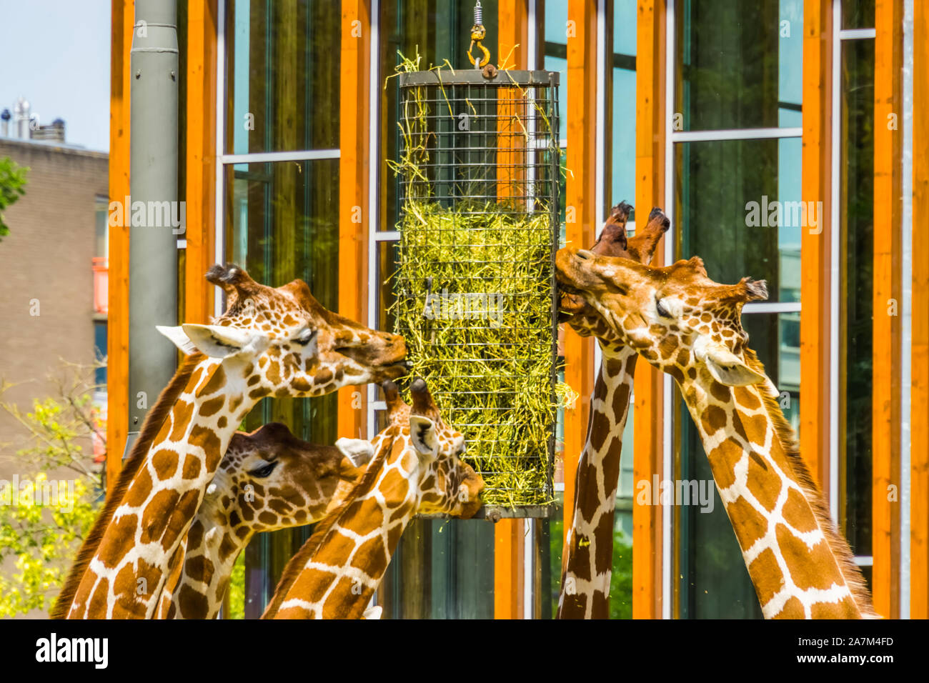 Gruppo di traliccio giraffe mangiare da un cestello di fieno, lo zoo di animali di apparecchiature di alimentazione, minacciate specie animale dall'Africa Foto Stock