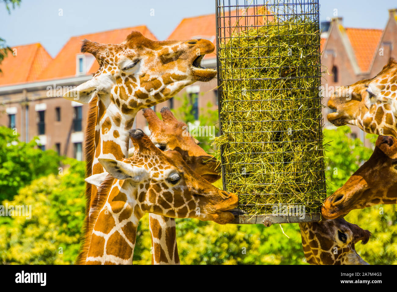 Le giraffe reticolate di mangiare il fieno da un cestello, zoo di animali di apparecchiature di alimentazione, minacciate specie animale dall'Africa Foto Stock