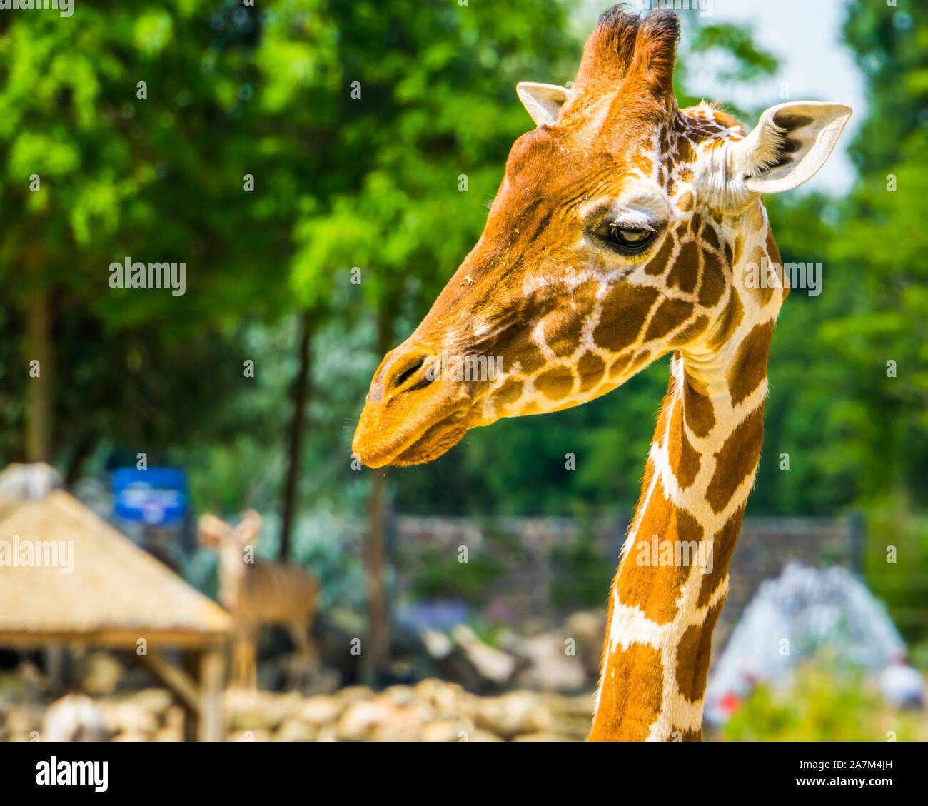 Primo piano del volto di una giraffa reticolata, il famoso zoo di animali in via di estinzione, specie dall'Africa Foto Stock