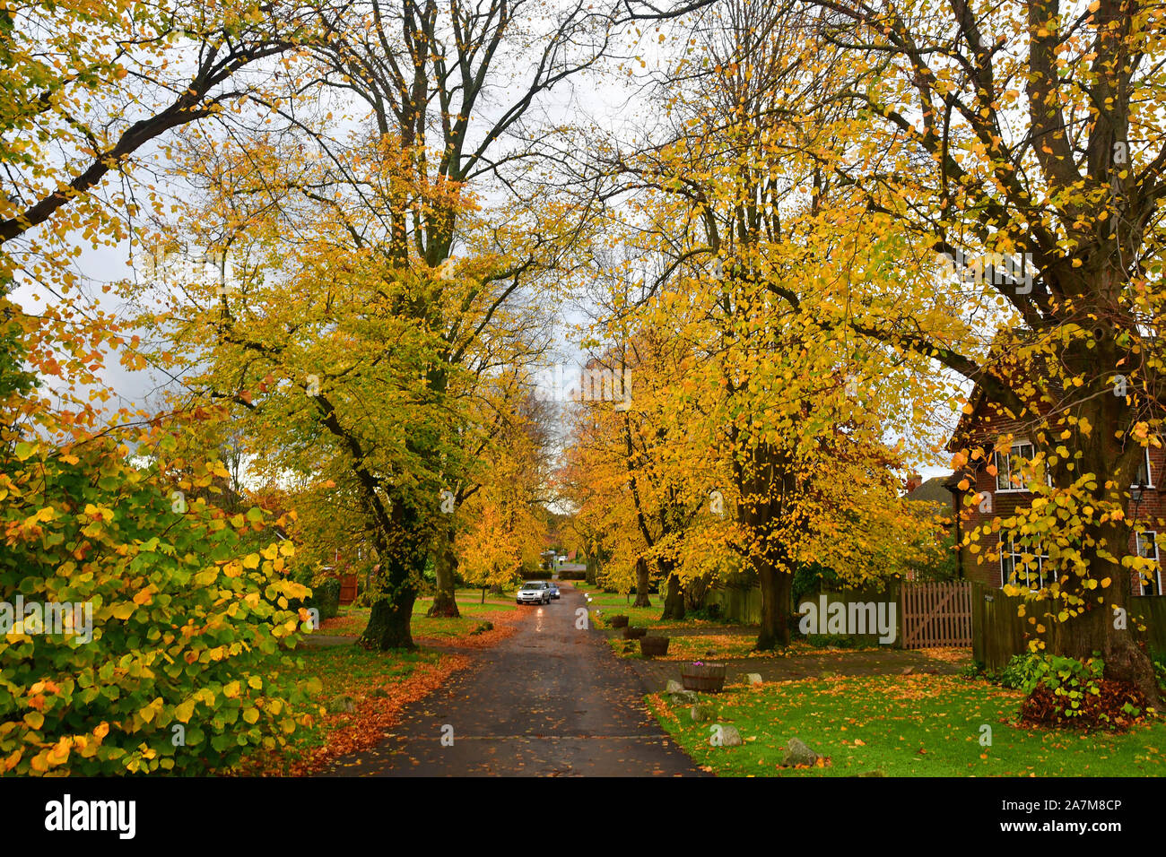 Rustico alberi lungo Manor Road in Princes Risborough, Buckinghamshire, Chilterns, UK. Autunno 2019. Foto Stock