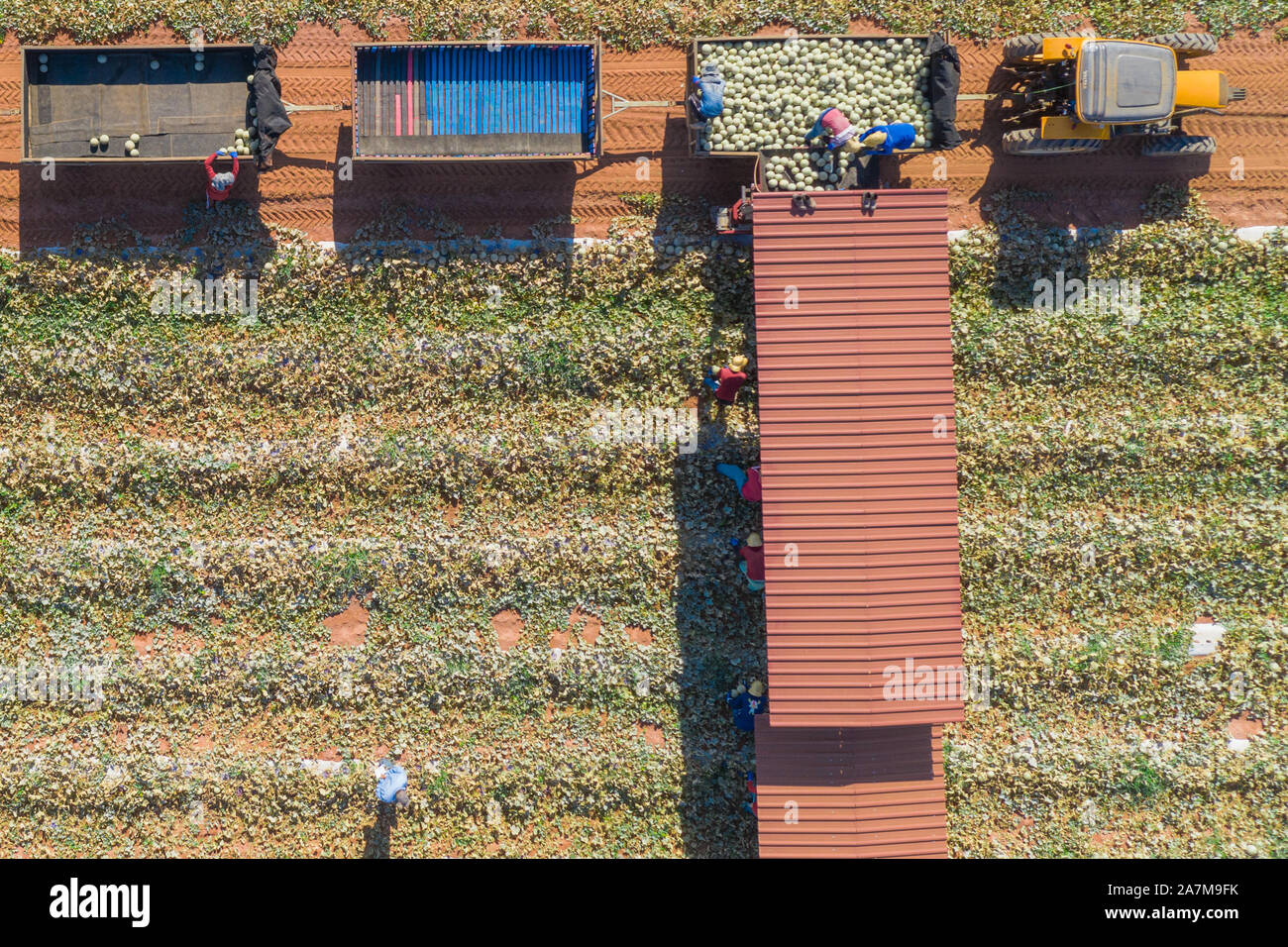 La fattoria brasiliana di alberi di frutta e di palma è scattata dall'alto con un drone che mostra le piante di melone e le palme verdi durante la raccolta circondata da sabbia rossa Foto Stock