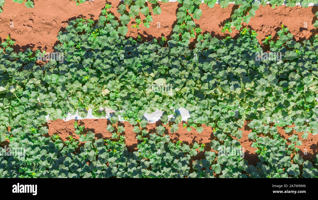 La fattoria brasiliana di alberi di frutta e di palma è scattata dall'alto con un drone che mostra le piante di melone e le palme verdi durante la raccolta circondata da sabbia rossa Foto Stock