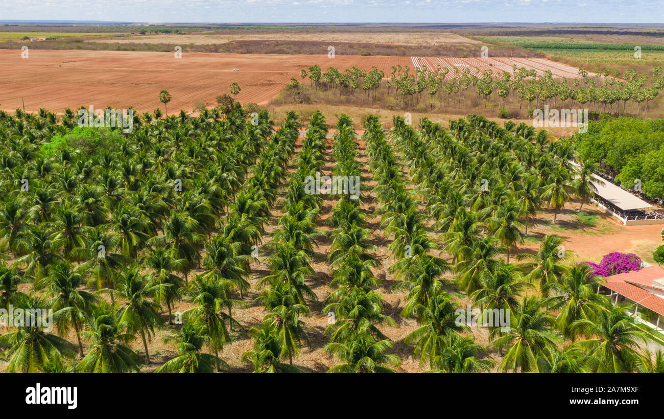 La fattoria brasiliana di alberi di frutta e di palma è scattata dall'alto con un drone che mostra le piante di melone e le palme verdi durante la raccolta circondata da sabbia rossa Foto Stock