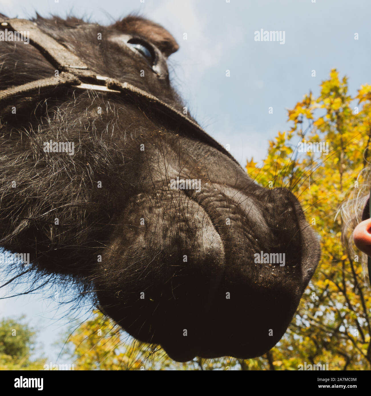 Uomo e cavallo di naso - saluto un cavallo dalla respirazione in un cavallo la narice, REGNO UNITO Foto Stock