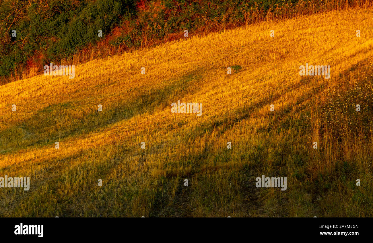 Golden Orange erba secca nel campo Foto Stock